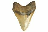 Serrated, Fossil Megalodon Tooth - Huge NC Meg #298791-2